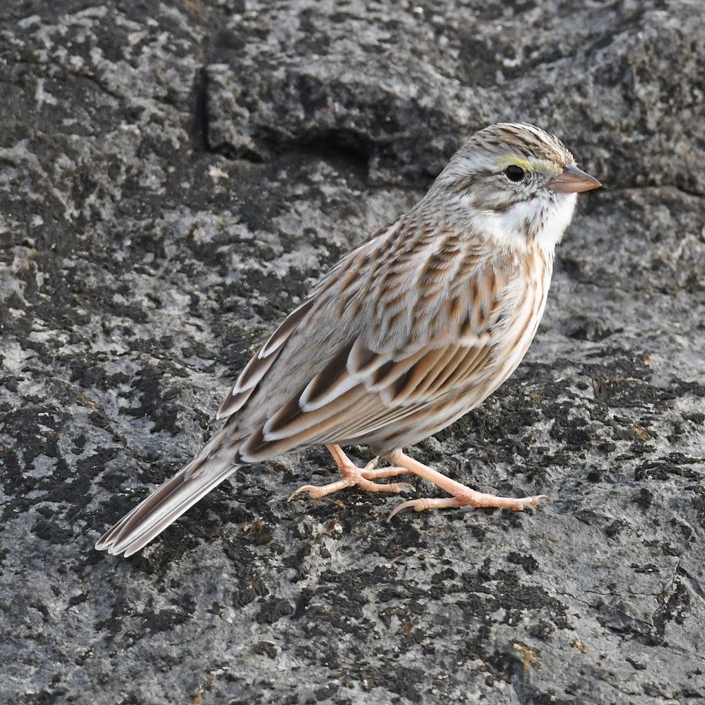 savannah sparrow ipswich subspecies Barnegat Lighthouse SP 3.5.22 DSC_6637 by lwolfartist is licensed under CC BY 2.0.